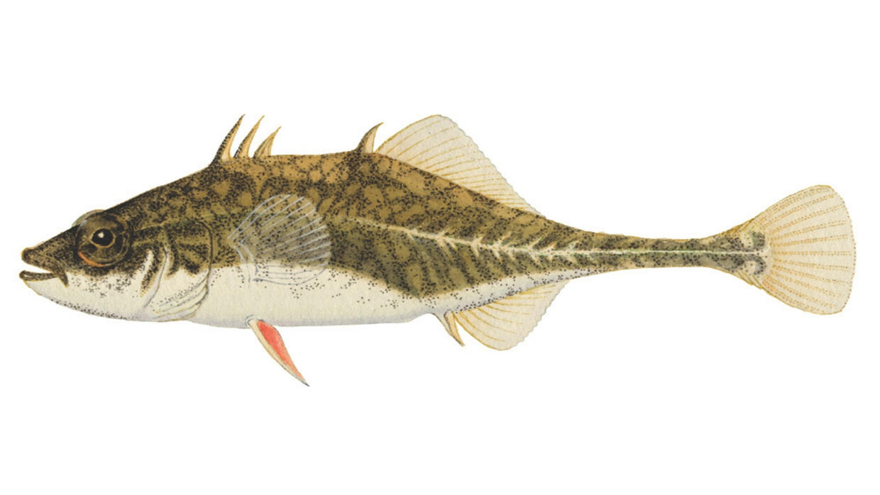 Four-spined stickleback