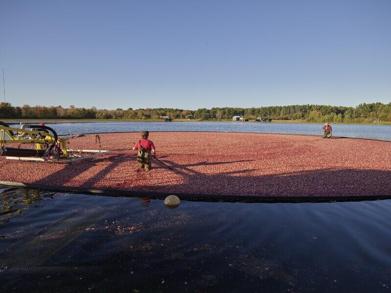 Two people wet harvesting cranberries in a watery bog