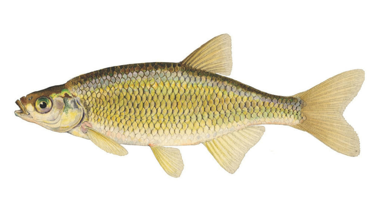 Golden shiner