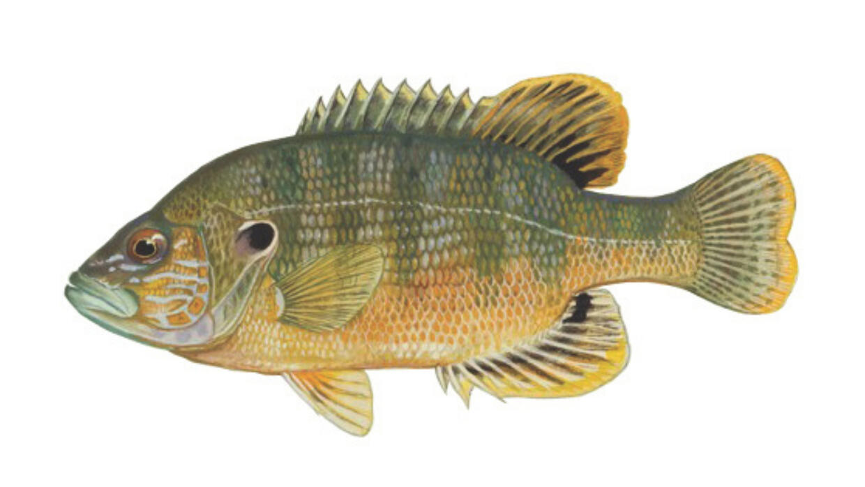 green sunfish