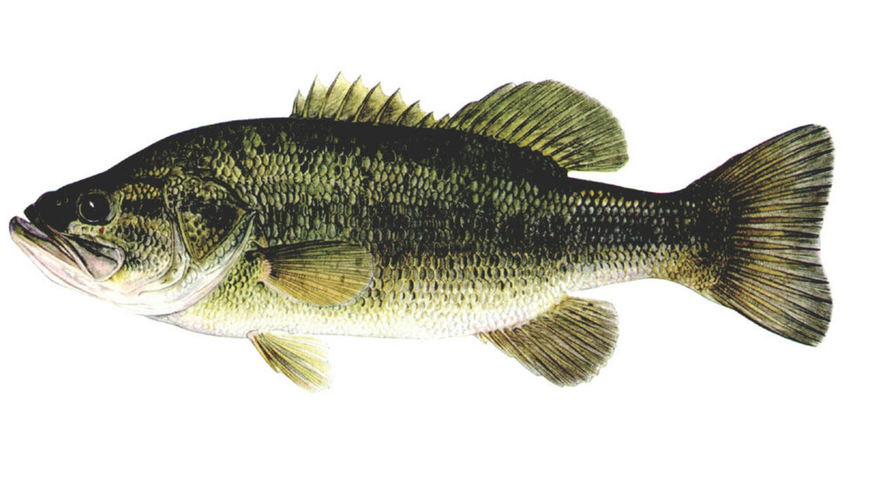 laregemouth bass