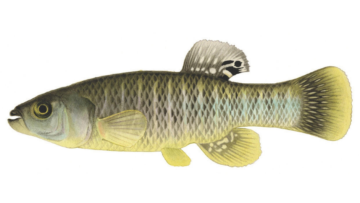 Mummichog