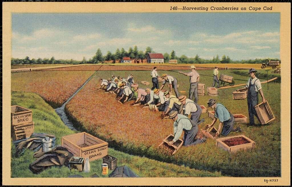 An antique postcard depicting a group of people harvesting cranberries on Cape Cod.
