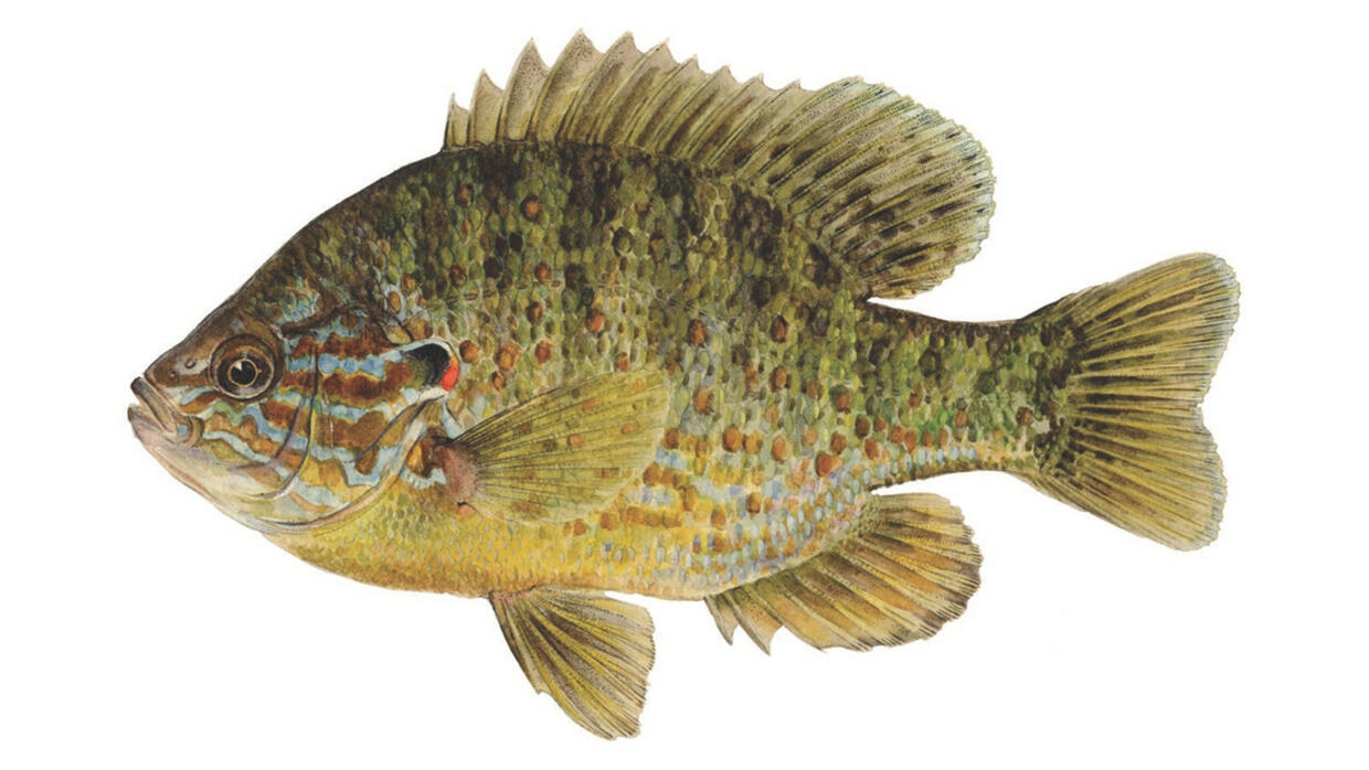 pumpkinseed