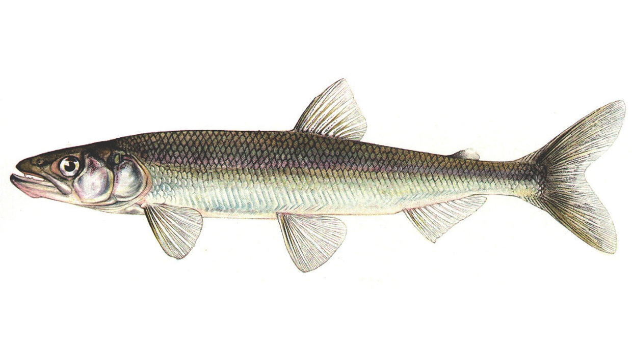 Rainbow smelt