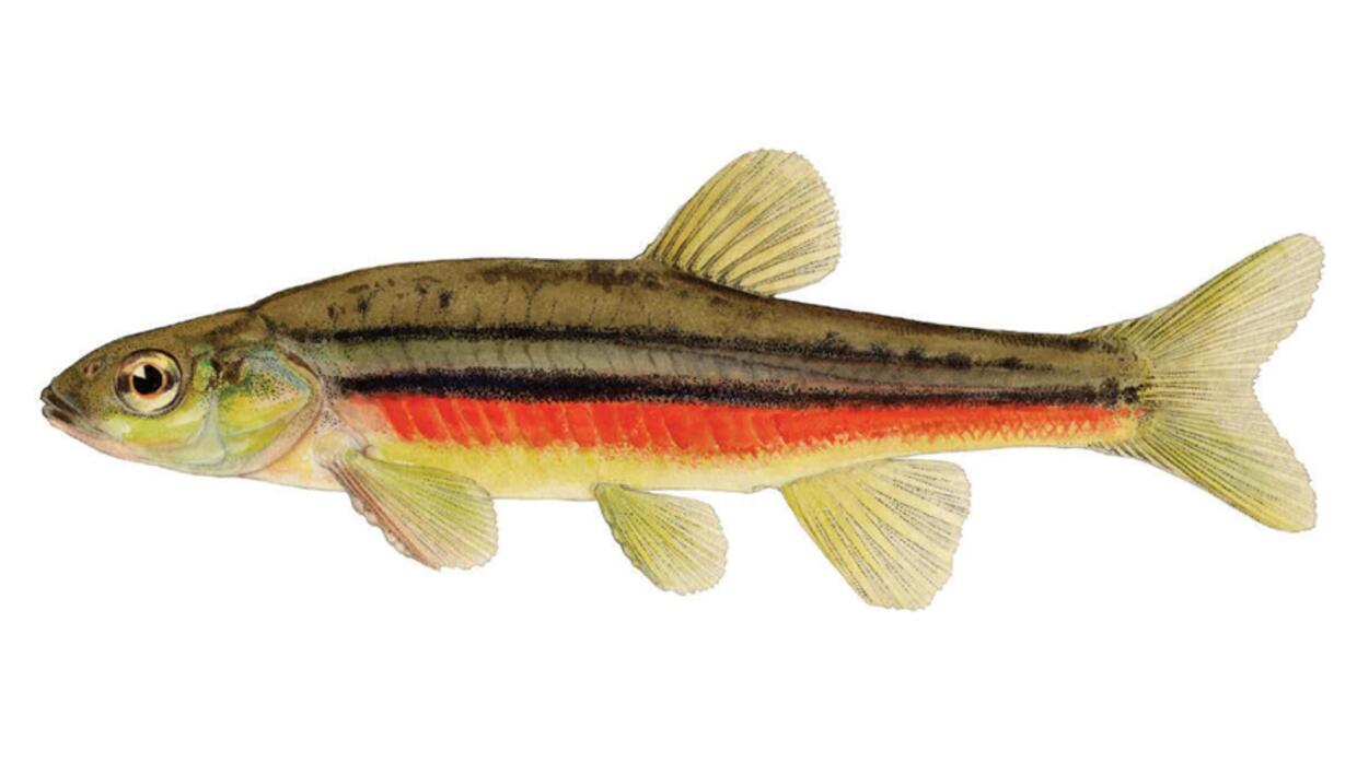 northern redbelly dace