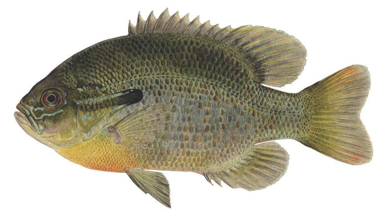redbreast sunfish