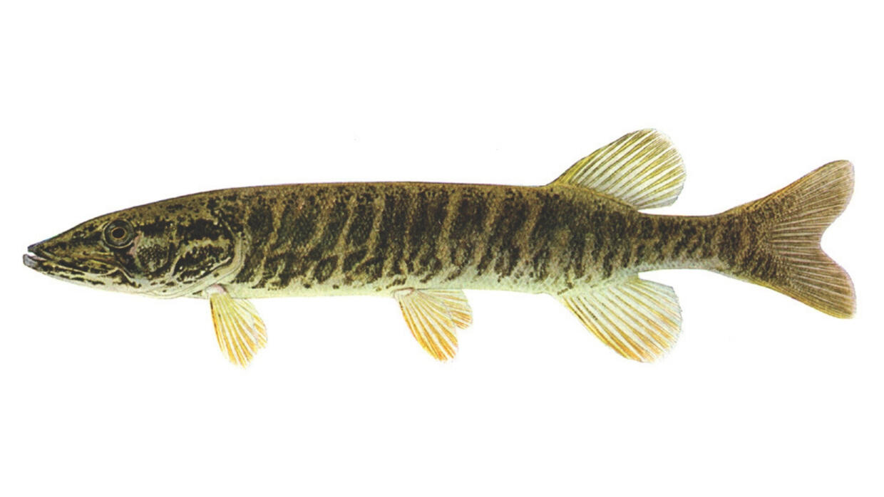 redfin pickerel