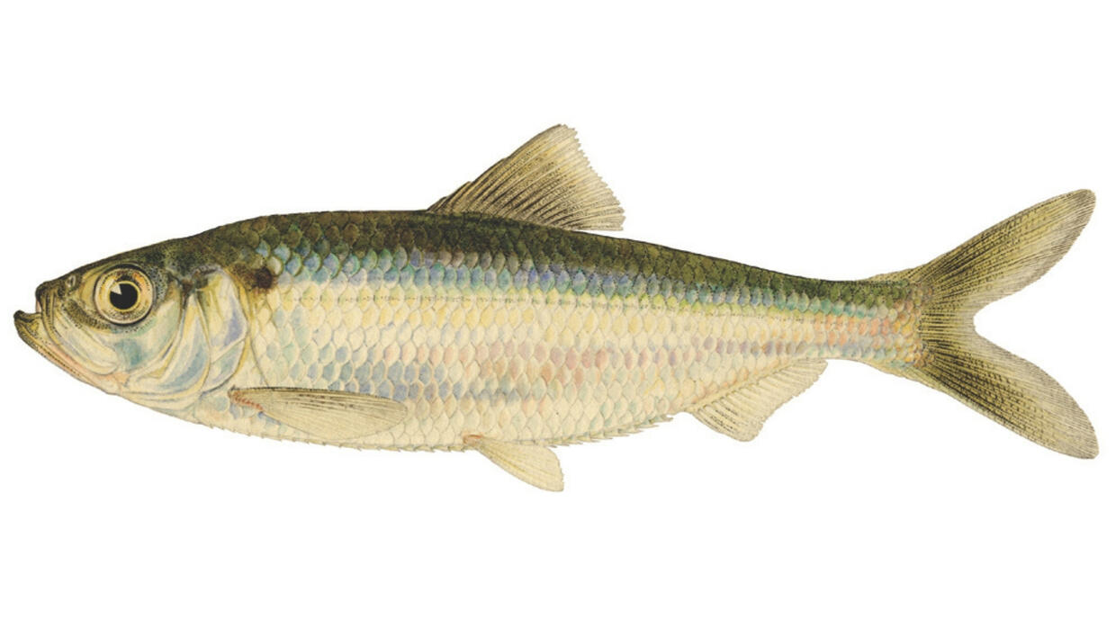 River herring