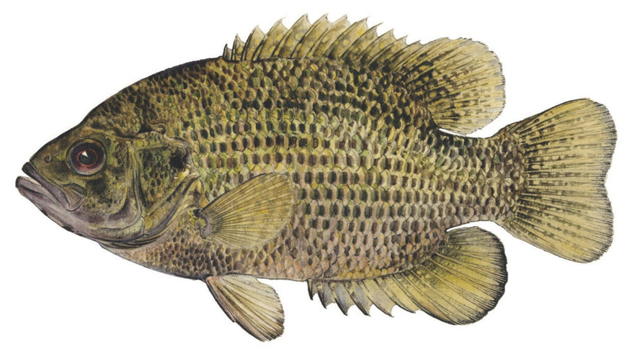 rock bass