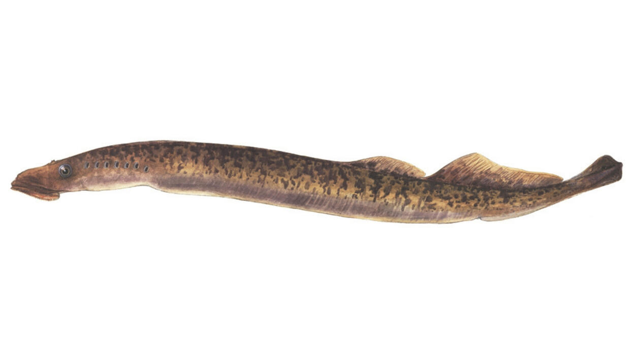 Sea lamprey
