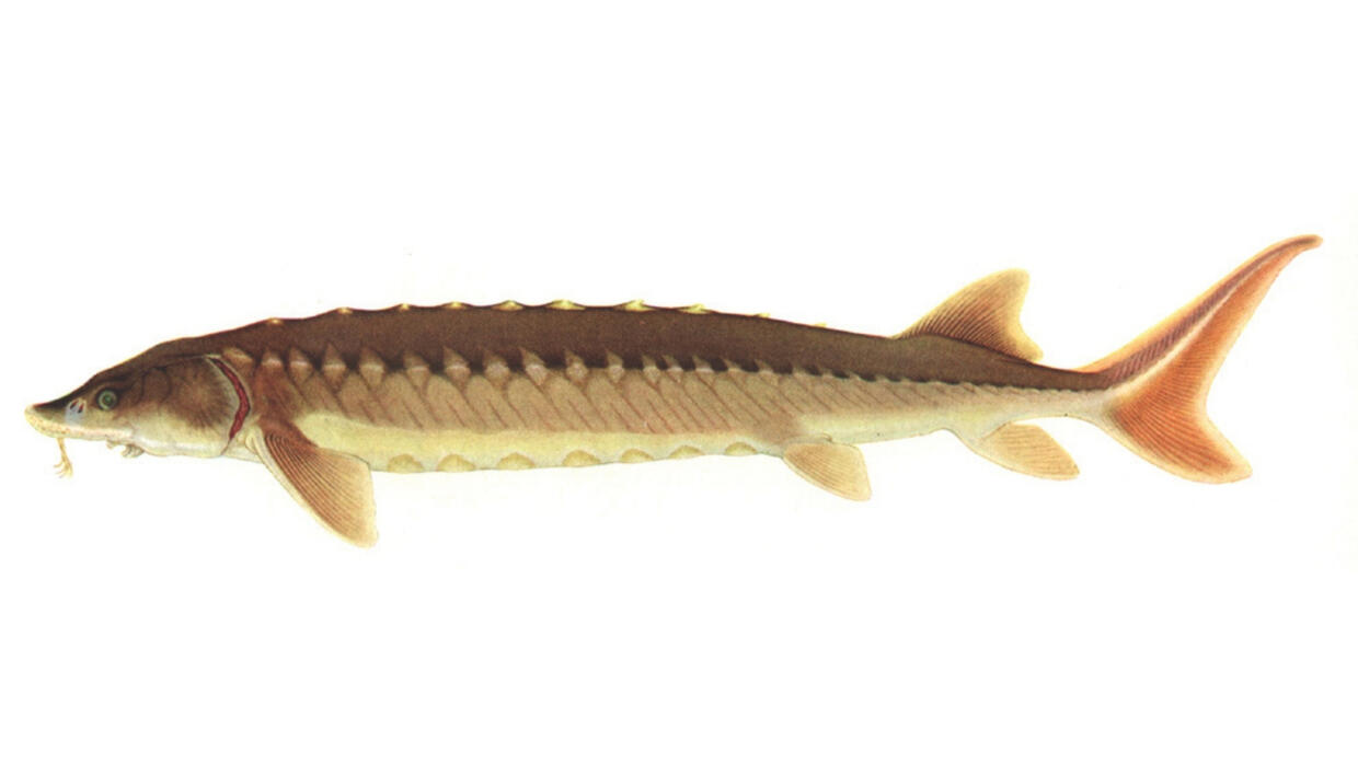Shortnose sturgeon