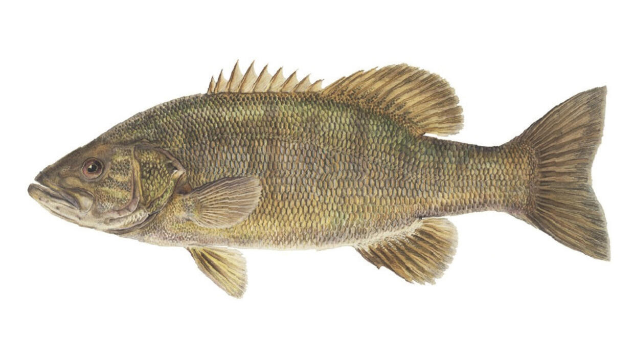 smallmouth bass