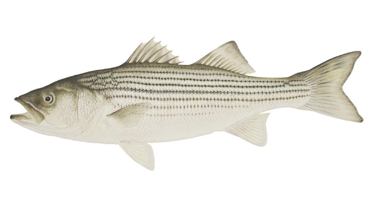 Striped bass