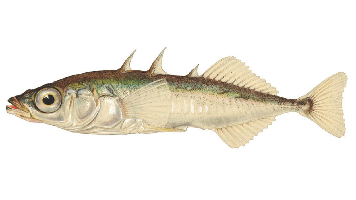 Three-spined stickleback