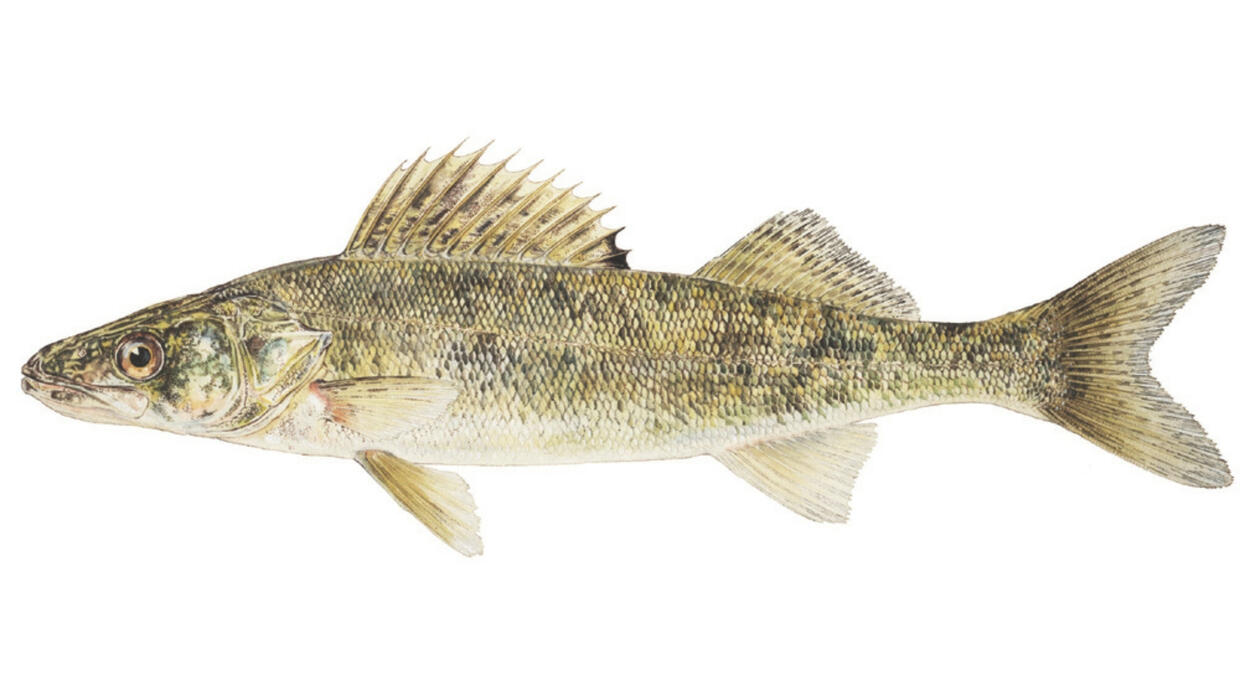 Walleye