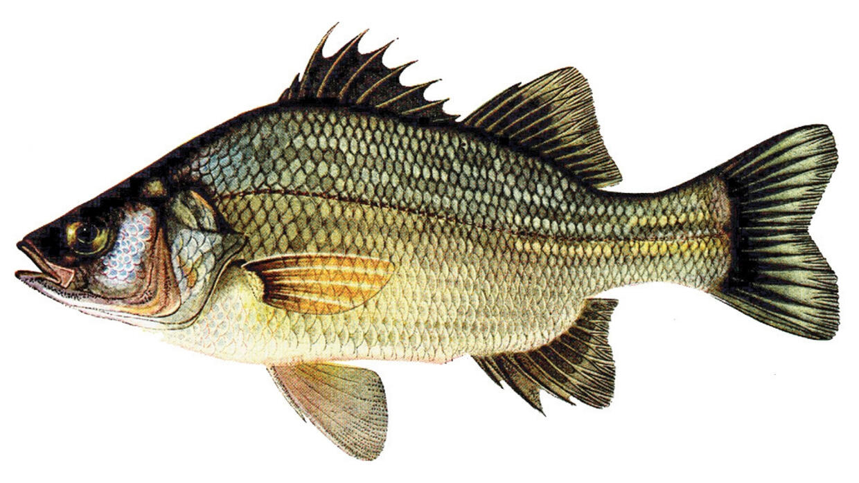 White perch