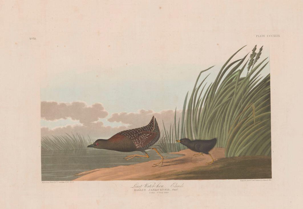 Audubon Plate 349, Lesser Water-hen