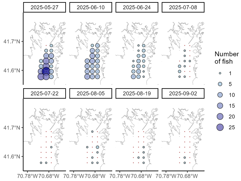 Black sea bass presence in Buzzards Bay May to September 2025. Most fish were present in the south of the Bay May through June, and most left the area by the end of July. 