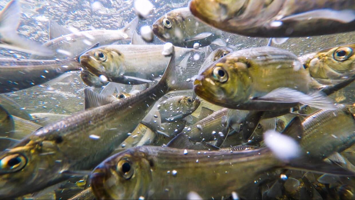 A group of river herring swim upstream. 