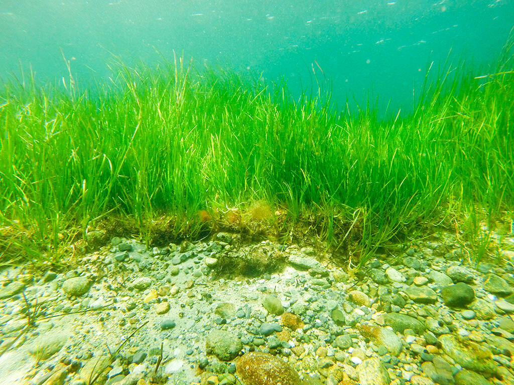 Eelgrass bed underwater.