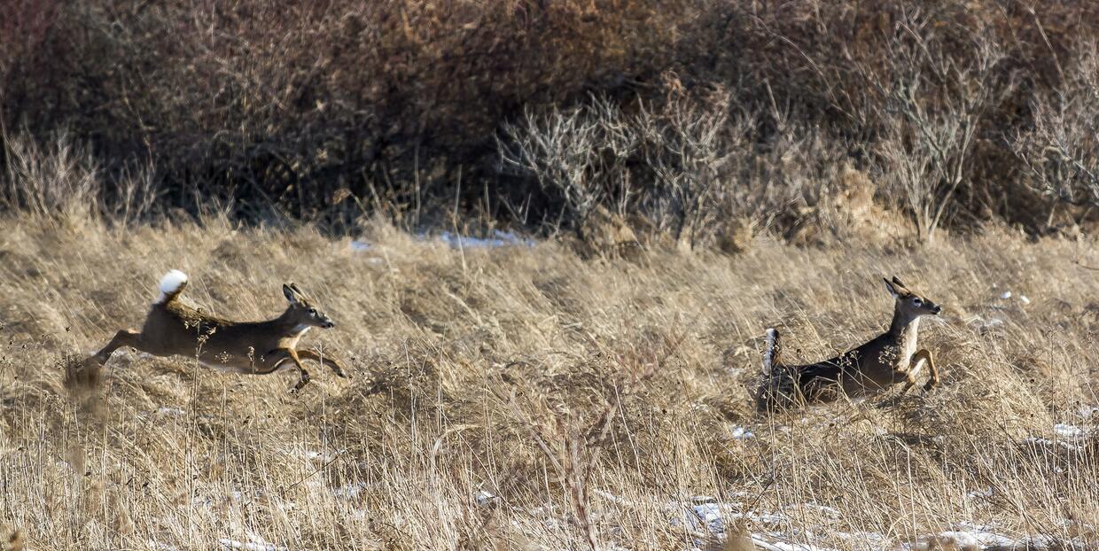 white-tail deer in a field