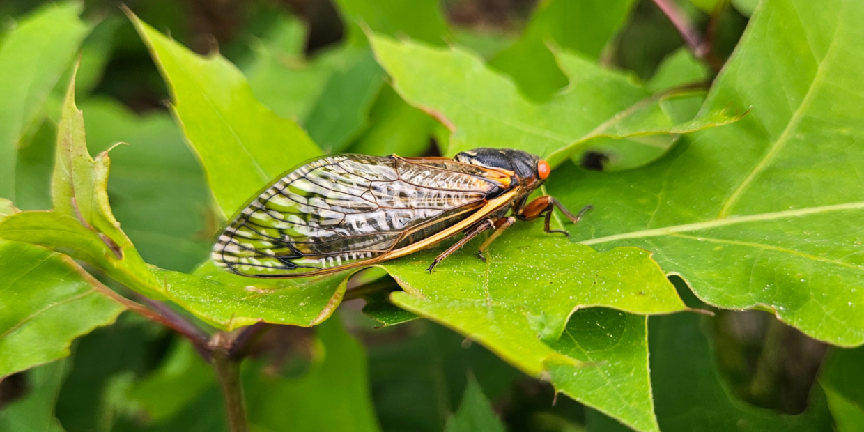 photograph of a cicada on a leaf
