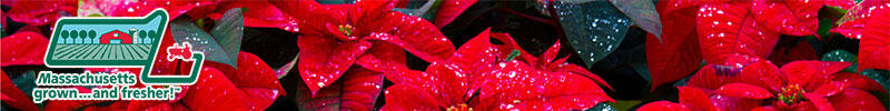 poinsettias