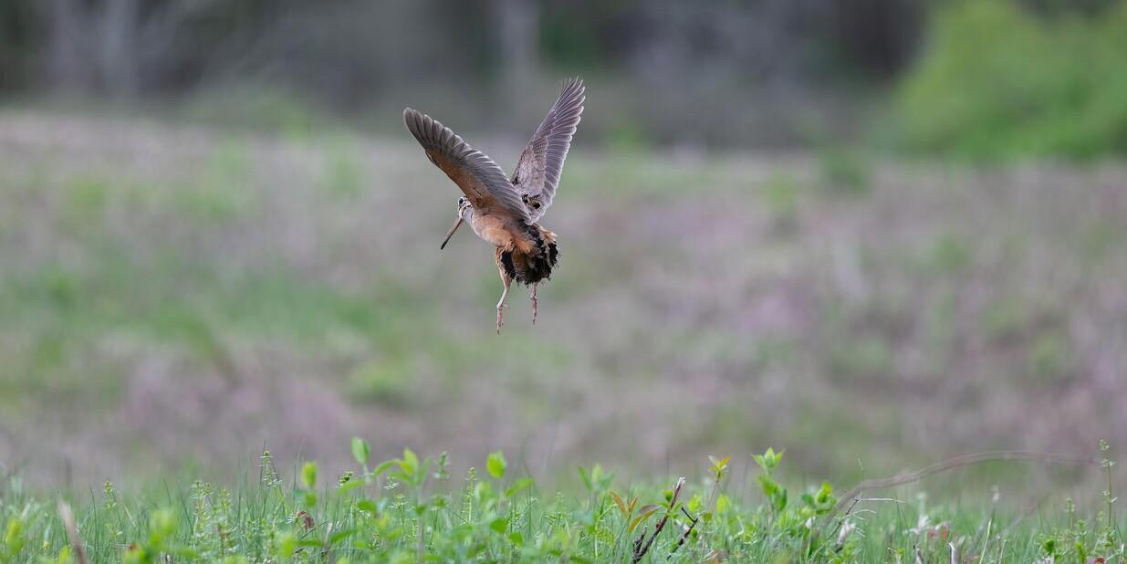woodcock in flight