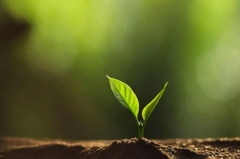 Single tree seedling in soil.