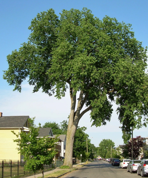 An American Elm Tree