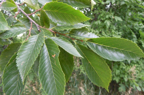 A American Elm Leaf