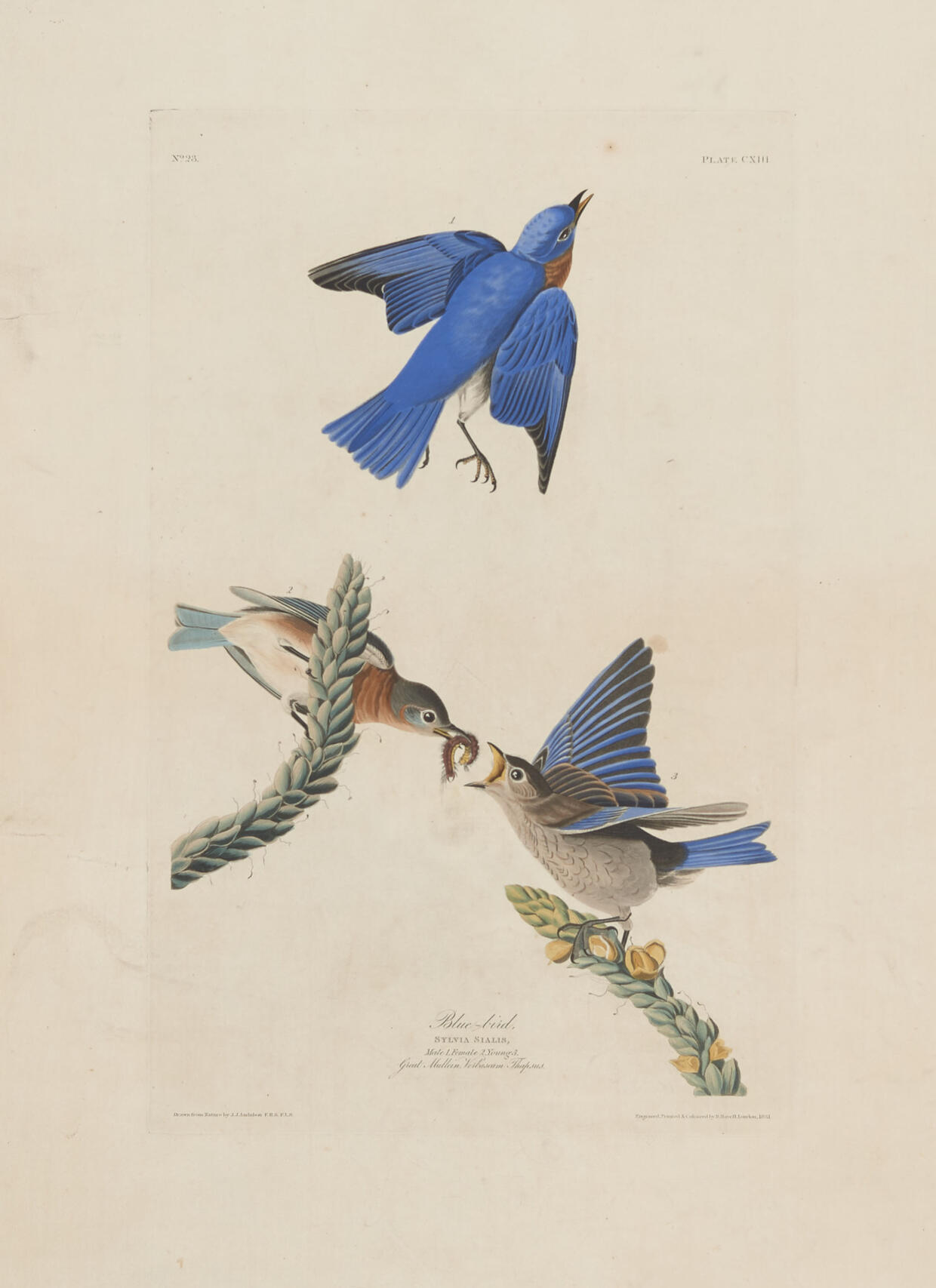 Audubon Plate 113 featuring an adult male, adult female and young Eastern Bluebird