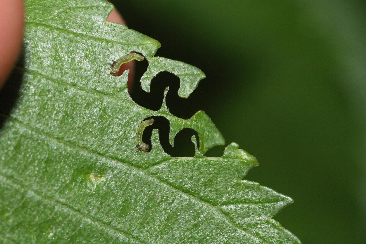 Elm zigzag sawfly larvae feeding on elm leaf