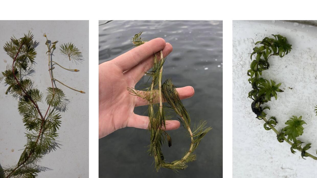 Example reporting photos of invasive aquatic plants.