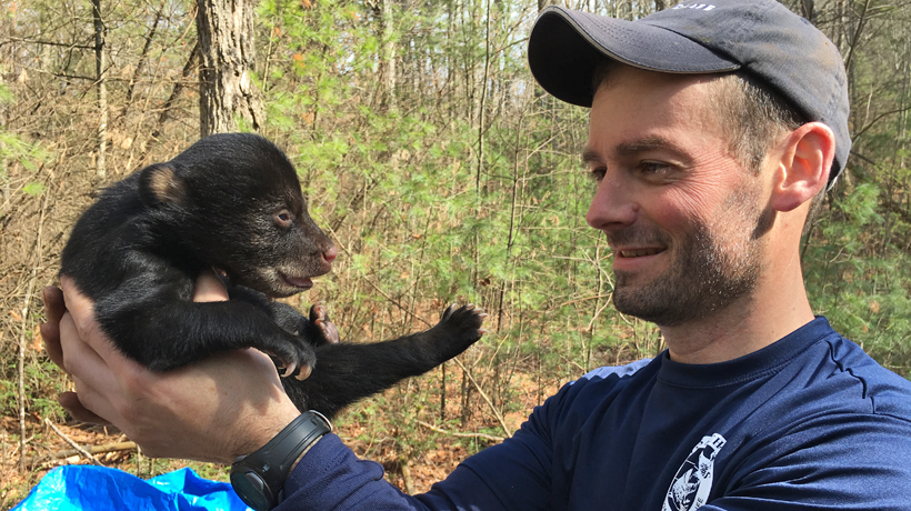 Bear biologist holding bear cub