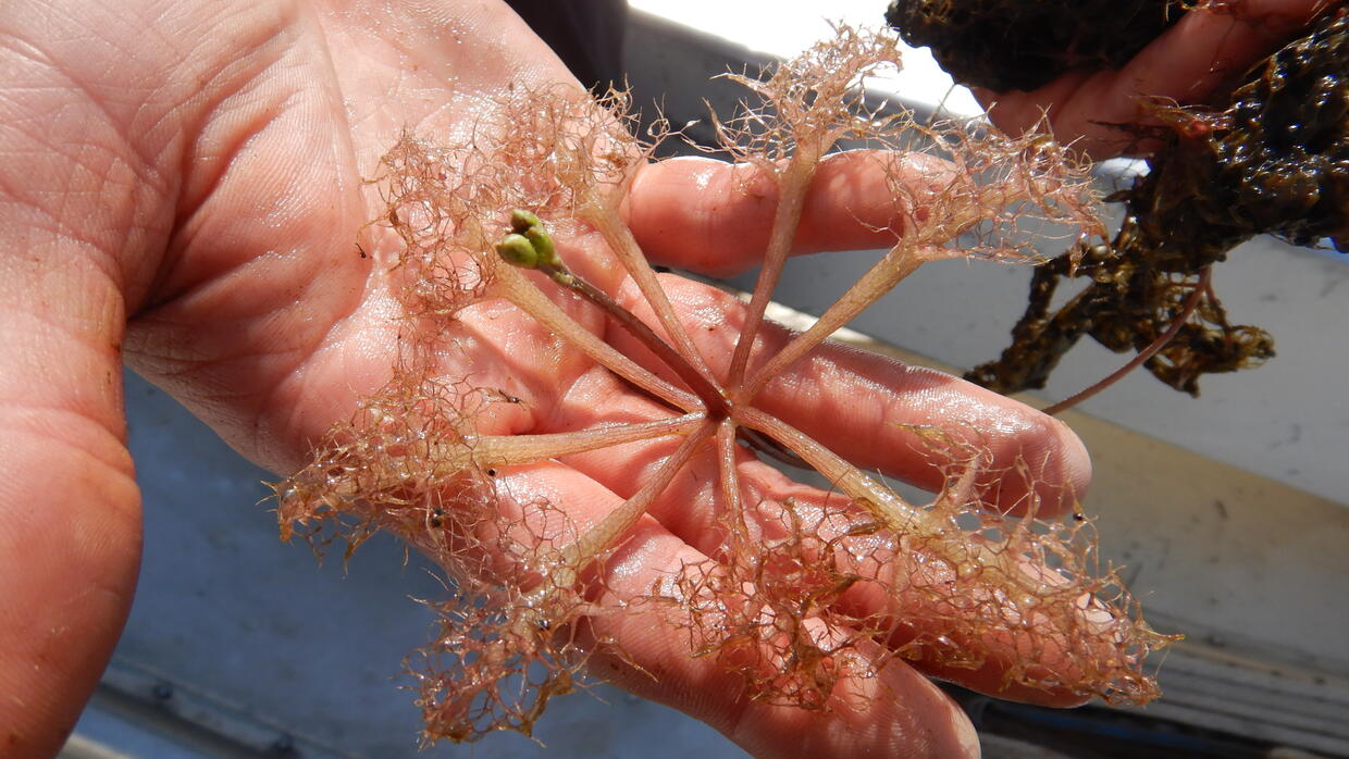 Swollen bladderwort, Utricularia inflata, an invasive species in Massachusetts