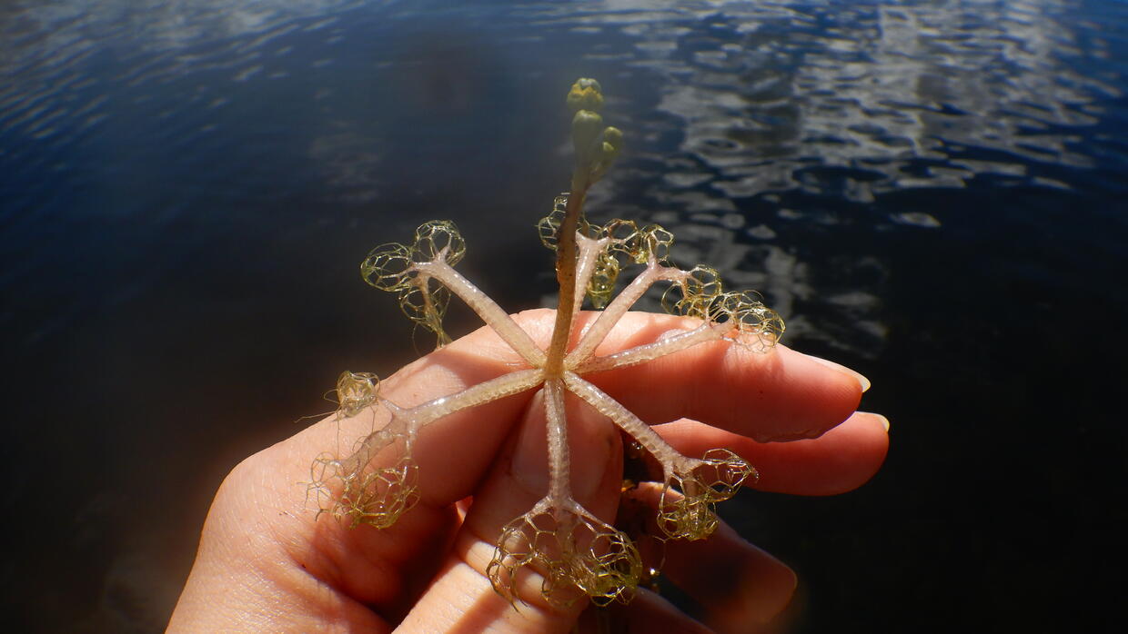 Floating bladderwort, Utricularia radiata, which is native to Massachusetts.