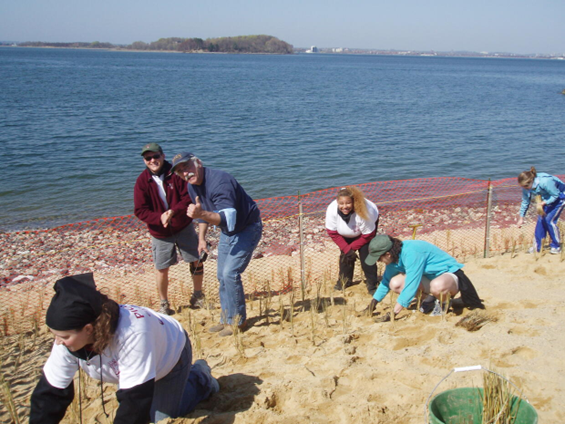Volunteers planting beach grass on Spectacle Island in 2009.