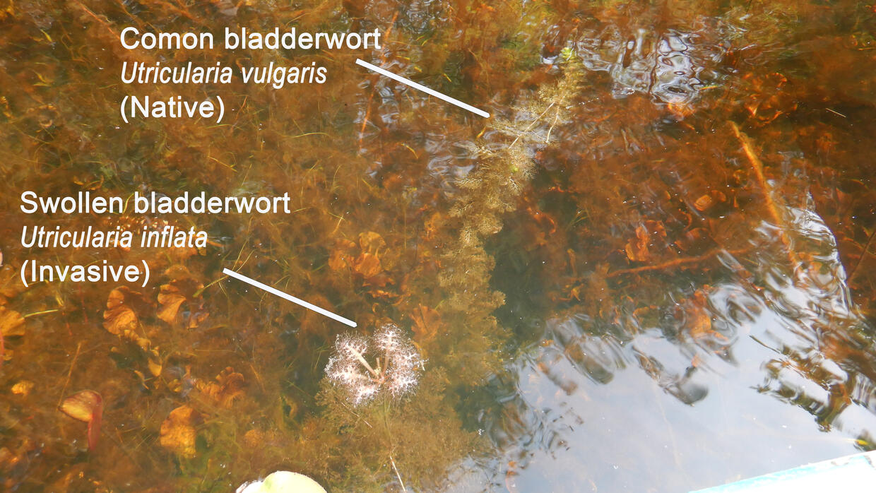 Common bladderwort (native) and swollen bladderwort (invasive) growing together in a dense mat