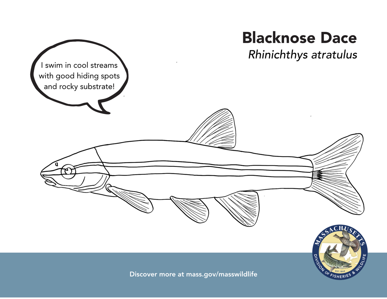 Blacknose dace