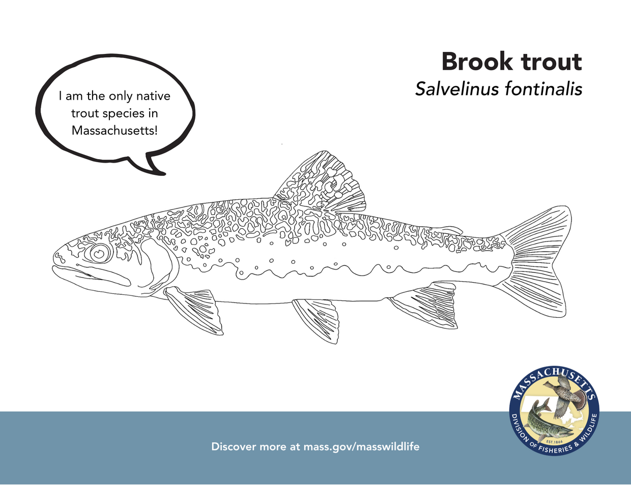 Brook trout