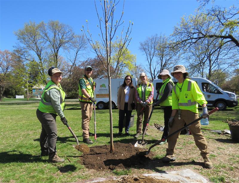 Urban and Community Forestry staff planting a tree