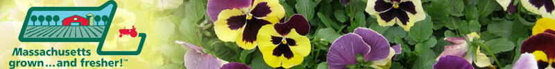 pansies