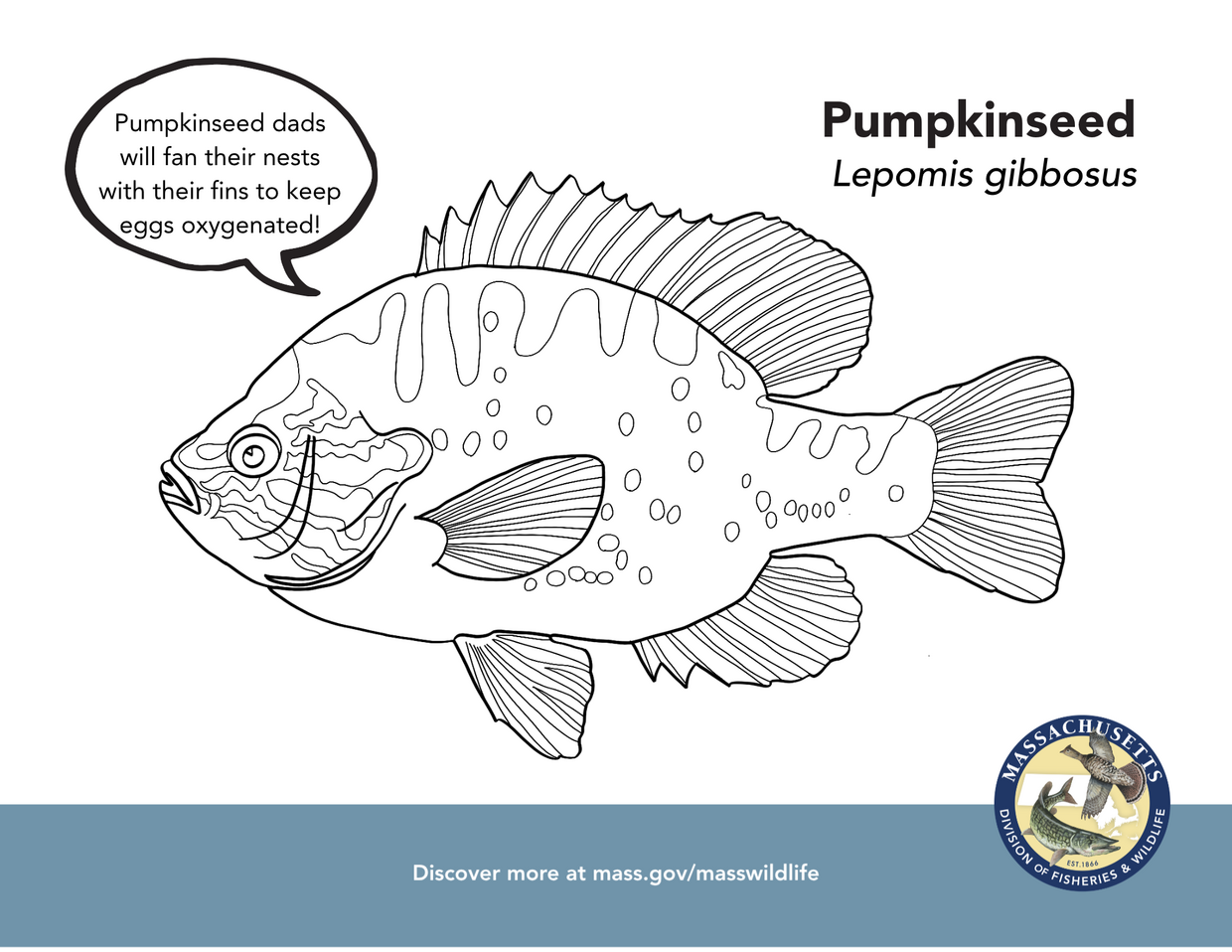 Pumpkinseed