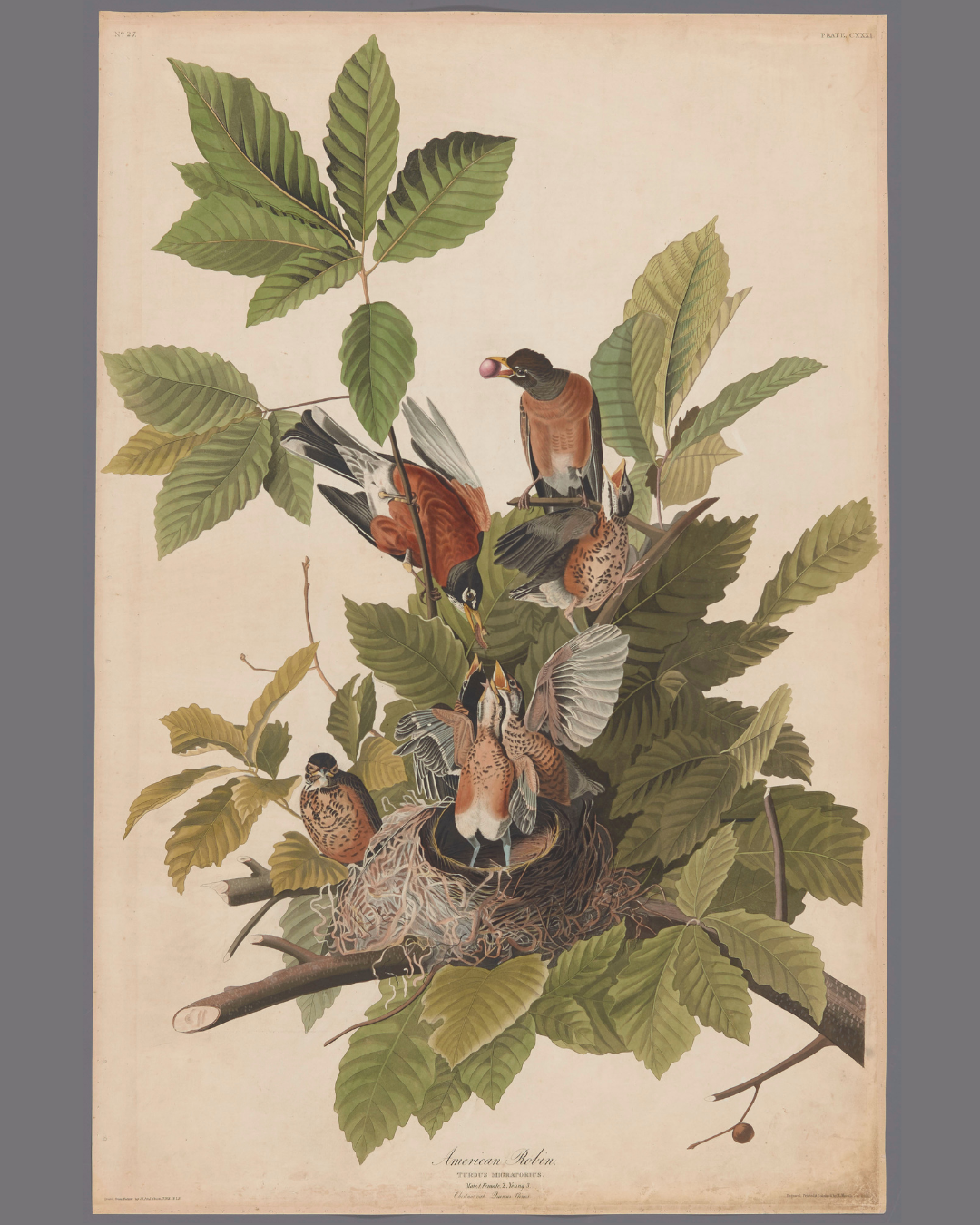 Detail from Audubon Plate 131, American Robins