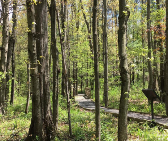 Accessible trail with compacted crushed stone surface, wide tread, edging, signage, and shaded natural surroundings