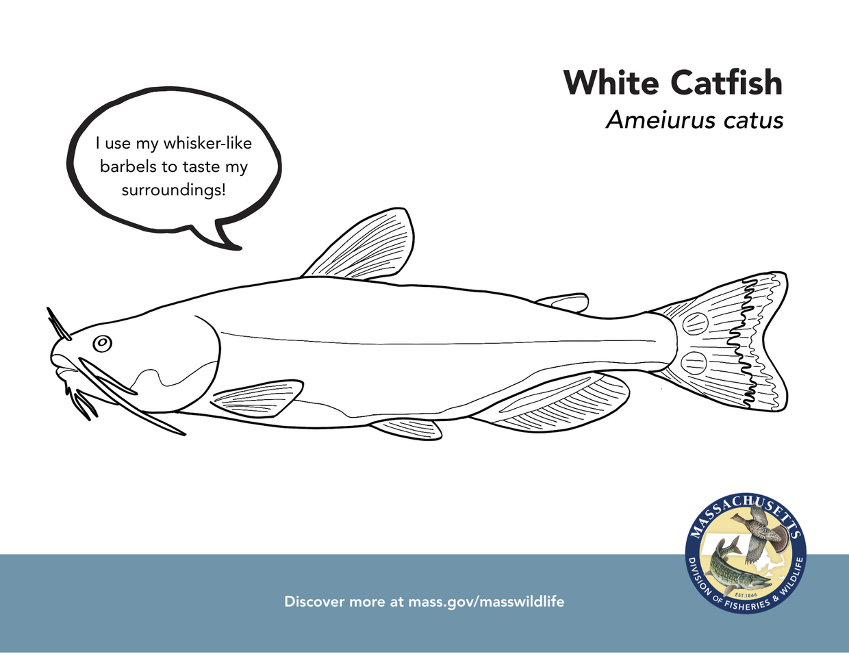 White catfish