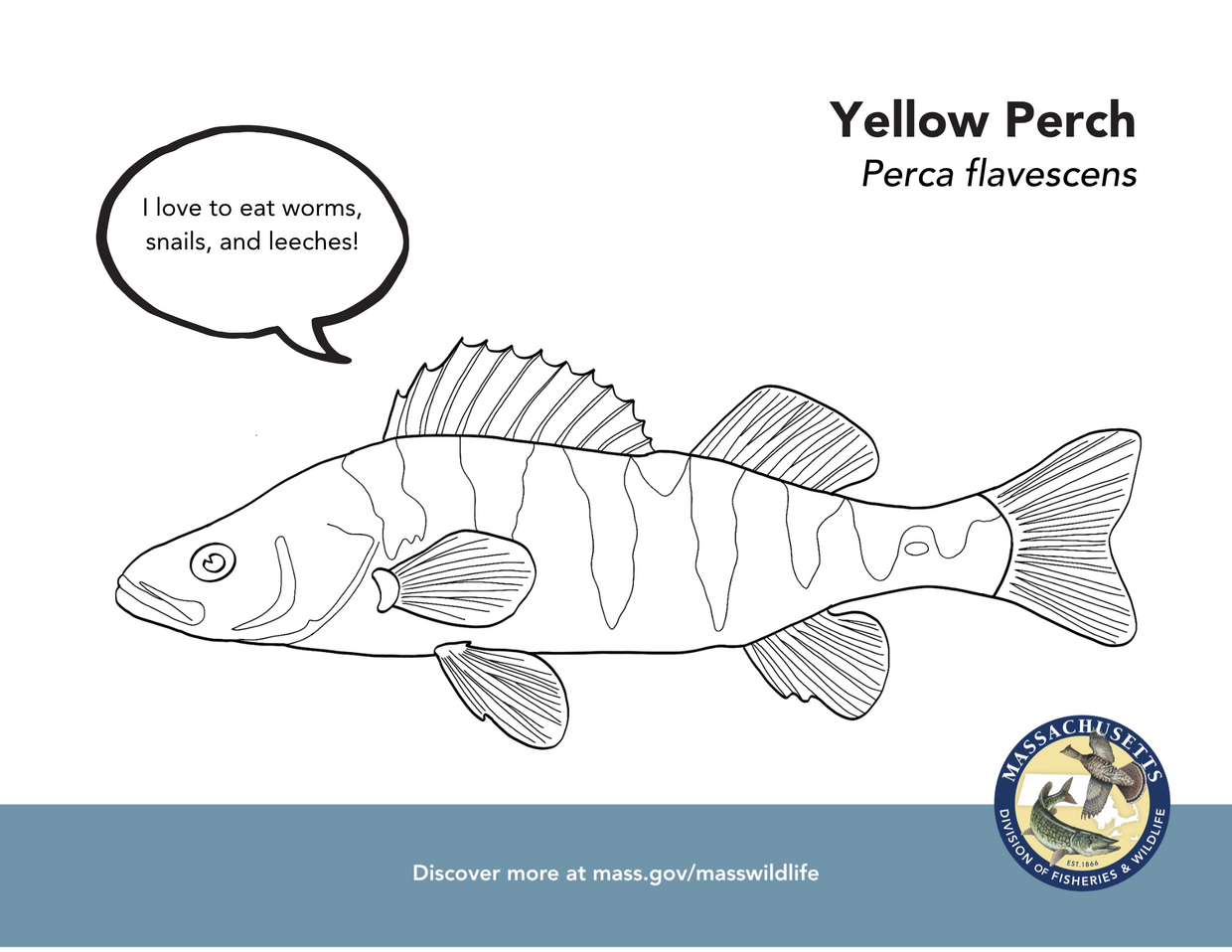 Yellow perch