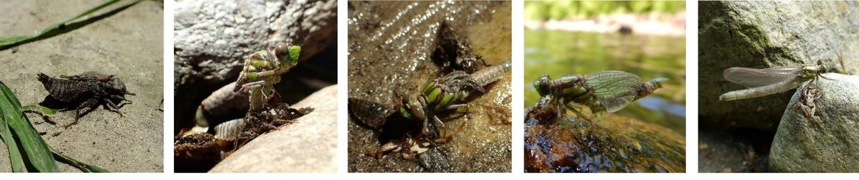 multiple images of a dragonfly nymph transforming to an adult